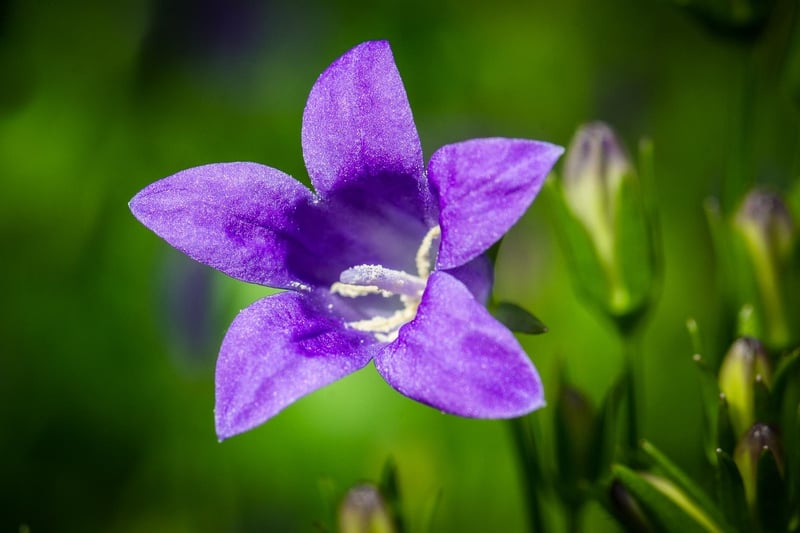 Enchanted Bluebells