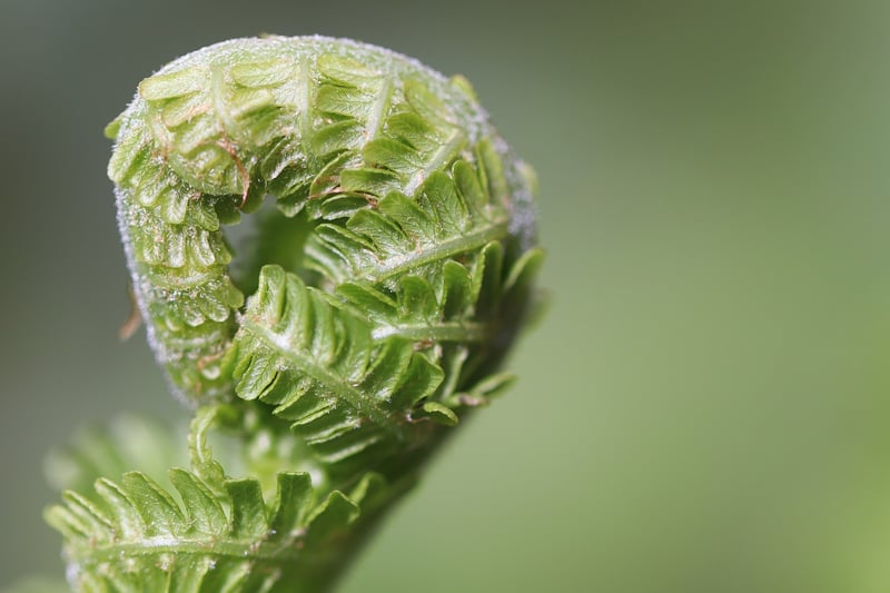 Fairy Ferns