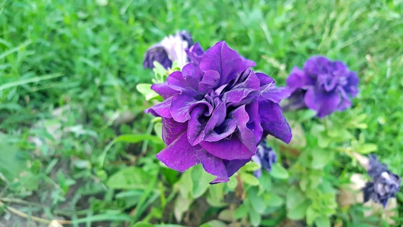Pixie Petunias
