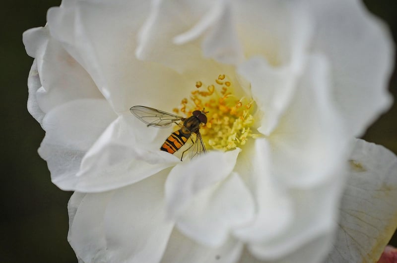 Enchanted Rose Garden